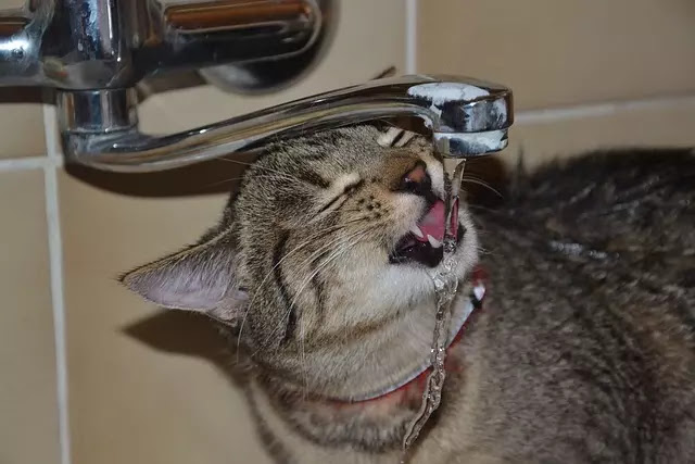 8 dicas para ajudar seu gato a beber mais água