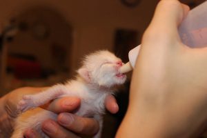 Como cuidar de um  gato filhote recém-nascido órfão