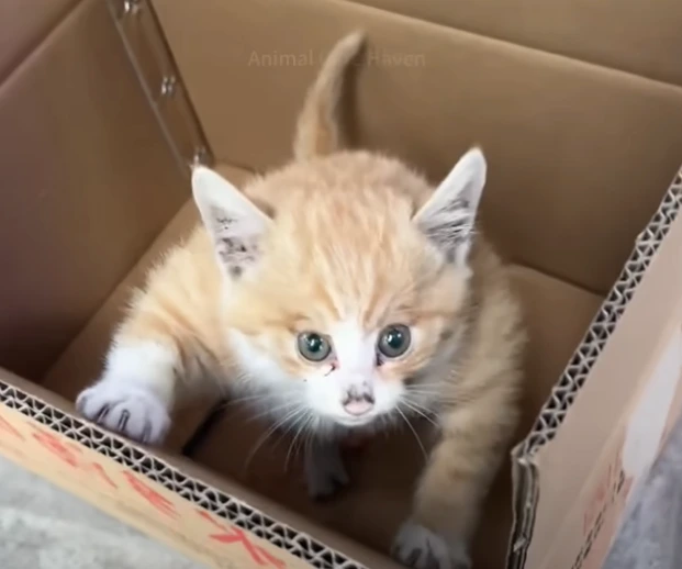 Gatinho de Rua Inchado: Uma História de Sobrevivência e Esperança