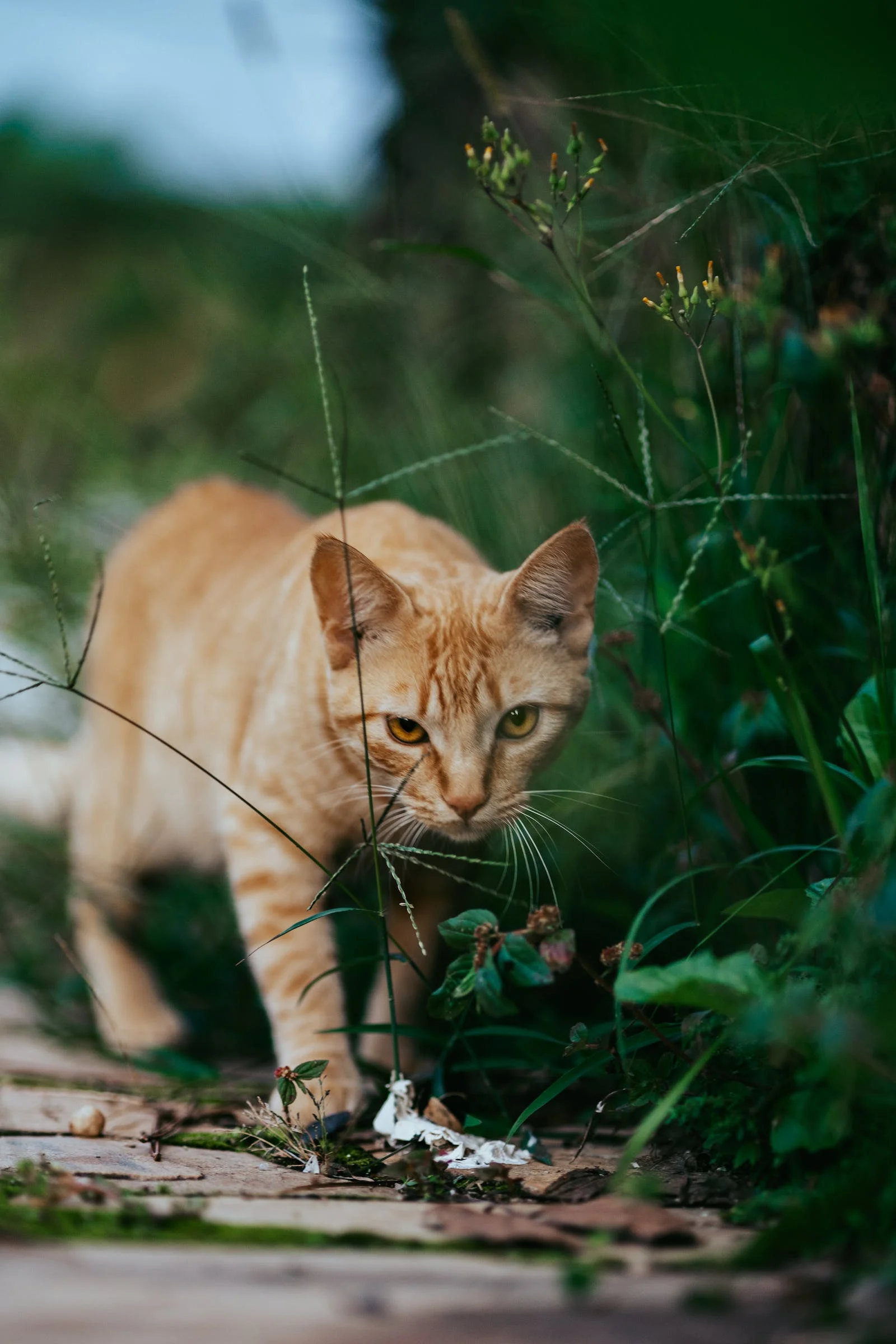 A influência da cor do gato na personalidade: mito ou realidade?