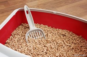 Granulado de madeira para gatos: uma alternativa  barata e sustentável