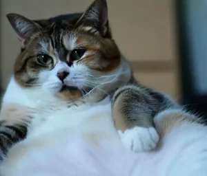 Obesidade em gatos: causas, consequências e como prevenir e tratar