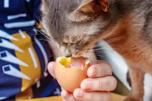 Ovo na dieta felina: pode ou não pode