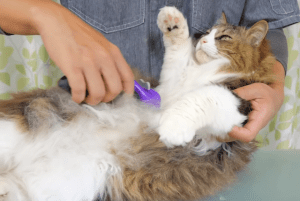 Controlando a queda de pelos em gatos: dicas práticas para um ambiente limpo e saudável