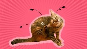 Remédios naturais para pulgas em gatos: o que funciona e o que não funciona