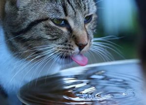 8 dicas para ajudar seu gato a beber mais água