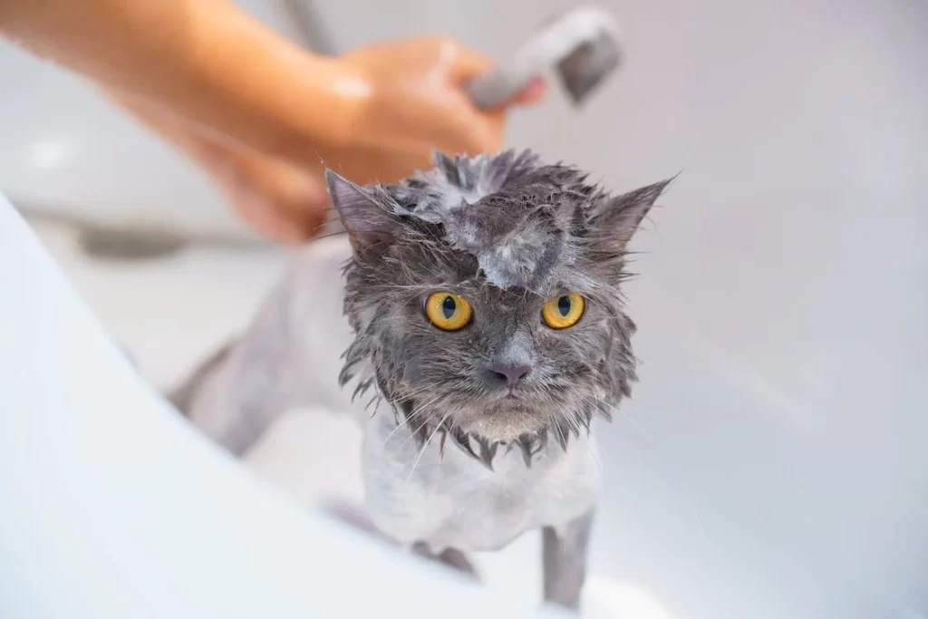 Banho em gatos: saiba quando é necessário e como fazer de forma segura