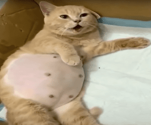 Gata prenha : Como cuidar da futura mãezinha