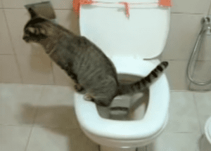 Obstrução urinária em gatos: o que é, causas e como evitar?