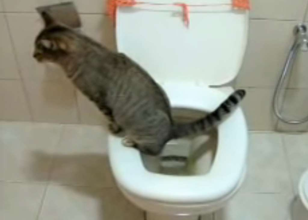 Obstrução urinária em gatos: o que é, causas e como evitar?