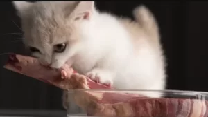 Alimentação Natural para Gatos: Benefícios e Como Implementar