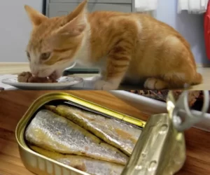 Os Gatos Podem Comer Sardinhas em Lata?