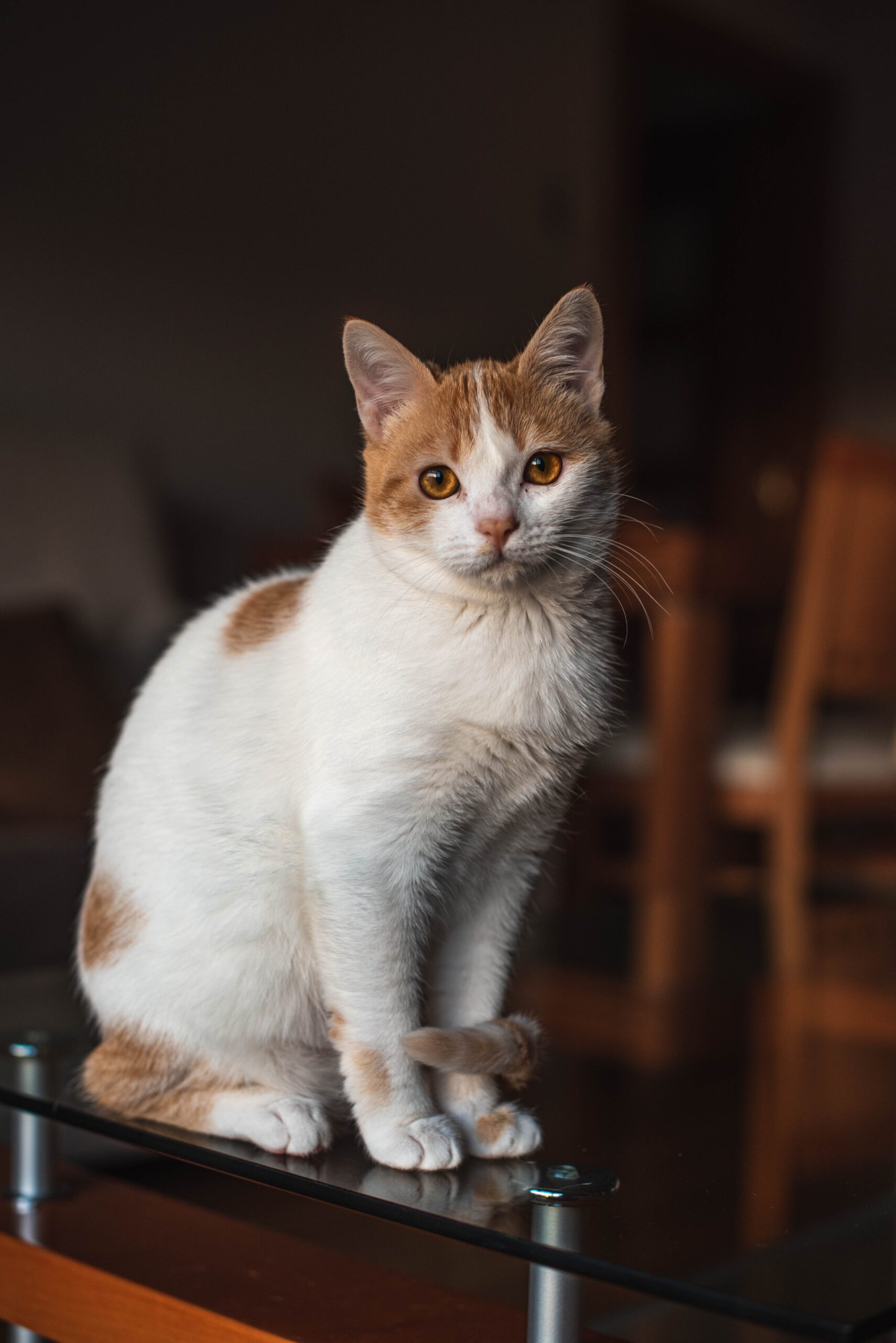 Por que seu gato deve ficar dentro de casa