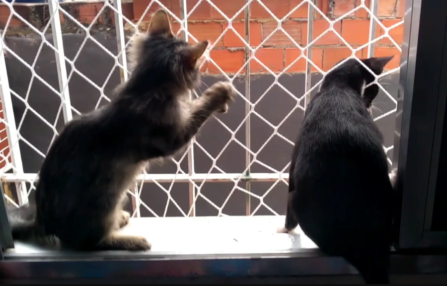 Tela de Proteção para Gatos: Um Escudo de Segurança para os Aventureiros Felinos