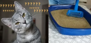 O Guia Essencial para Escolher a Melhor Areia para Gatos para um Lar Limpo e Feliz