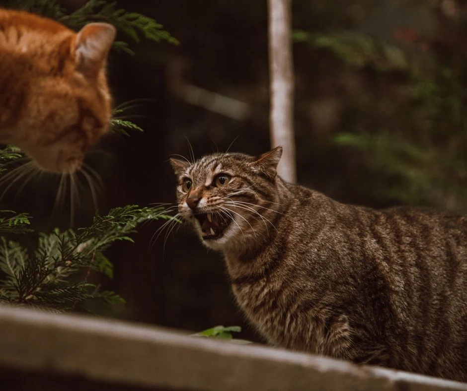 Feliway : Uma solução para brigas entre gatos