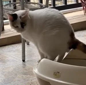 Gato com Diarreia! E Agora? Um Guia Completo para Tutores com Pouco Dinheiro