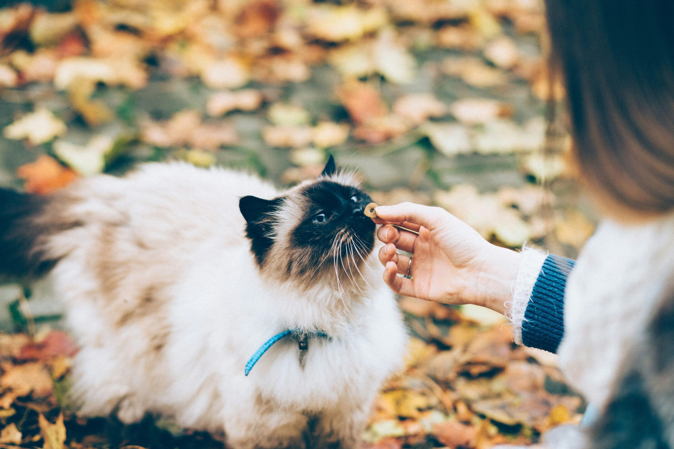 A Importância de Mudar o Tipo de Ração do Gato Castrado