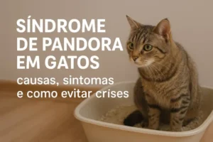 Síndrome de Pandora em gatos: Causas, sintomas e como evitar
