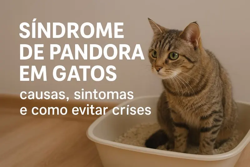 Síndrome de Pandora em gatos: Causas, sintomas e como evitar